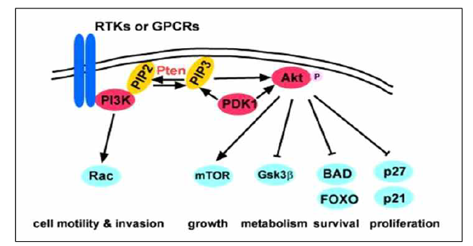 PIP3 지질성 이노시톨 대사체와 Akt 신호전달경로