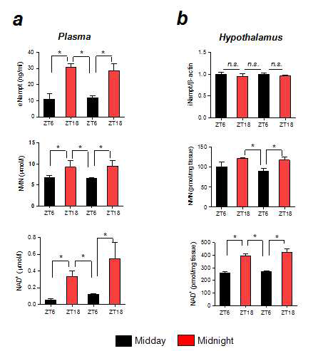 시상하부/혈액에서 eNampt/NMN/NAD의 일중변동