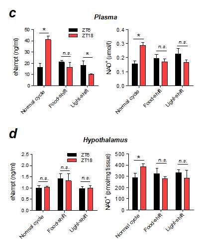 먹이섭취주기/명암주기 변동이 시상하부/혈액에서 eNampt/NAD/NMN 일중변동에 미치는 영향