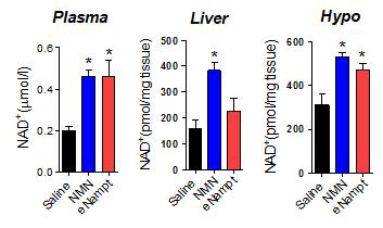 eNampt 혹은 NMN 투여가 시상하부/혈액/간의 NAD 양에 미치는 효과