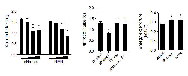 eNampt 혹은 NMN 복강 내 투여가 먹이섭취 및 에너지대사율에 미치는 효과