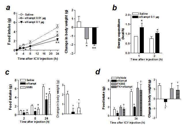 중추신경계(뇌실)로 eNampt/NMN +/- FK866 투여가 먹이섭취 및 에너지대사율에 미치는 효과