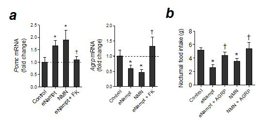 eNampt/NMN 투여 후 시상하부에서 섭식 조절 뉴로펩타이드의 변화