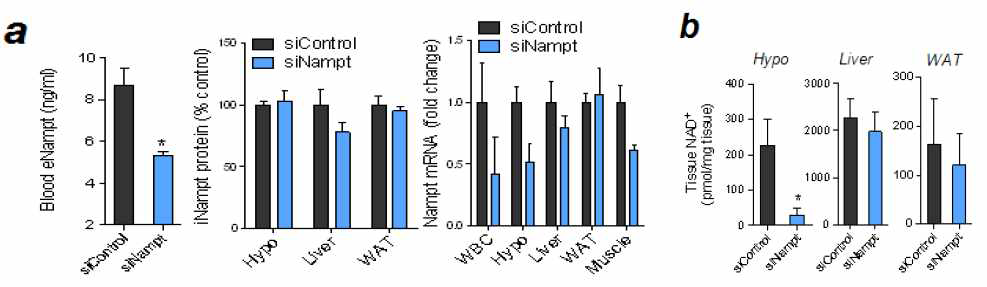 Nampt siRNA 투여에 의한 eNampt 활성의 억제