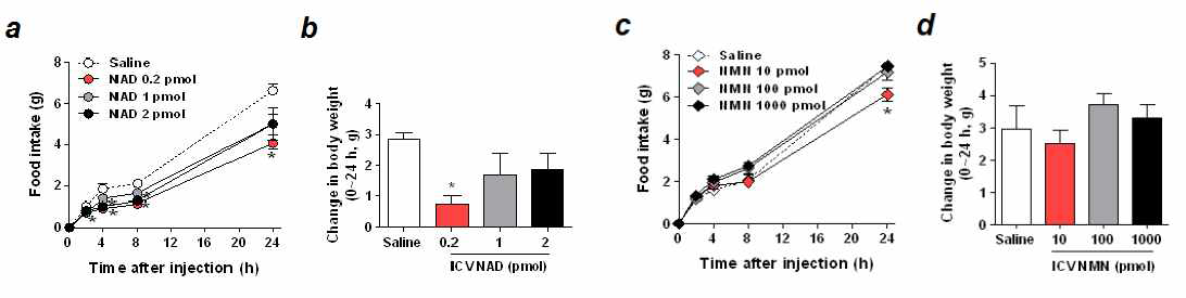 뇌실 내의 NAD 투여가 식이 섭취와 체중에 미치는 영향