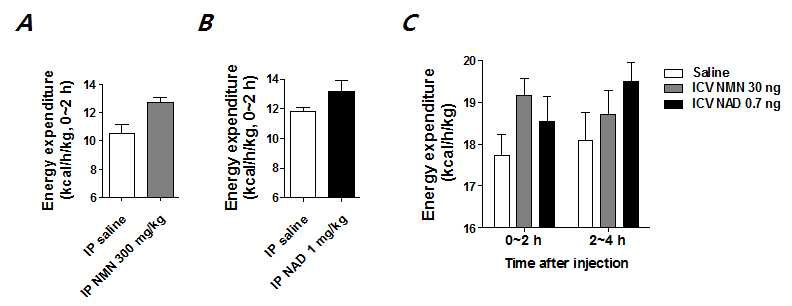 NAD의 복강 또는 뇌실 내 투여가 에너지 대사에 미치는 영향