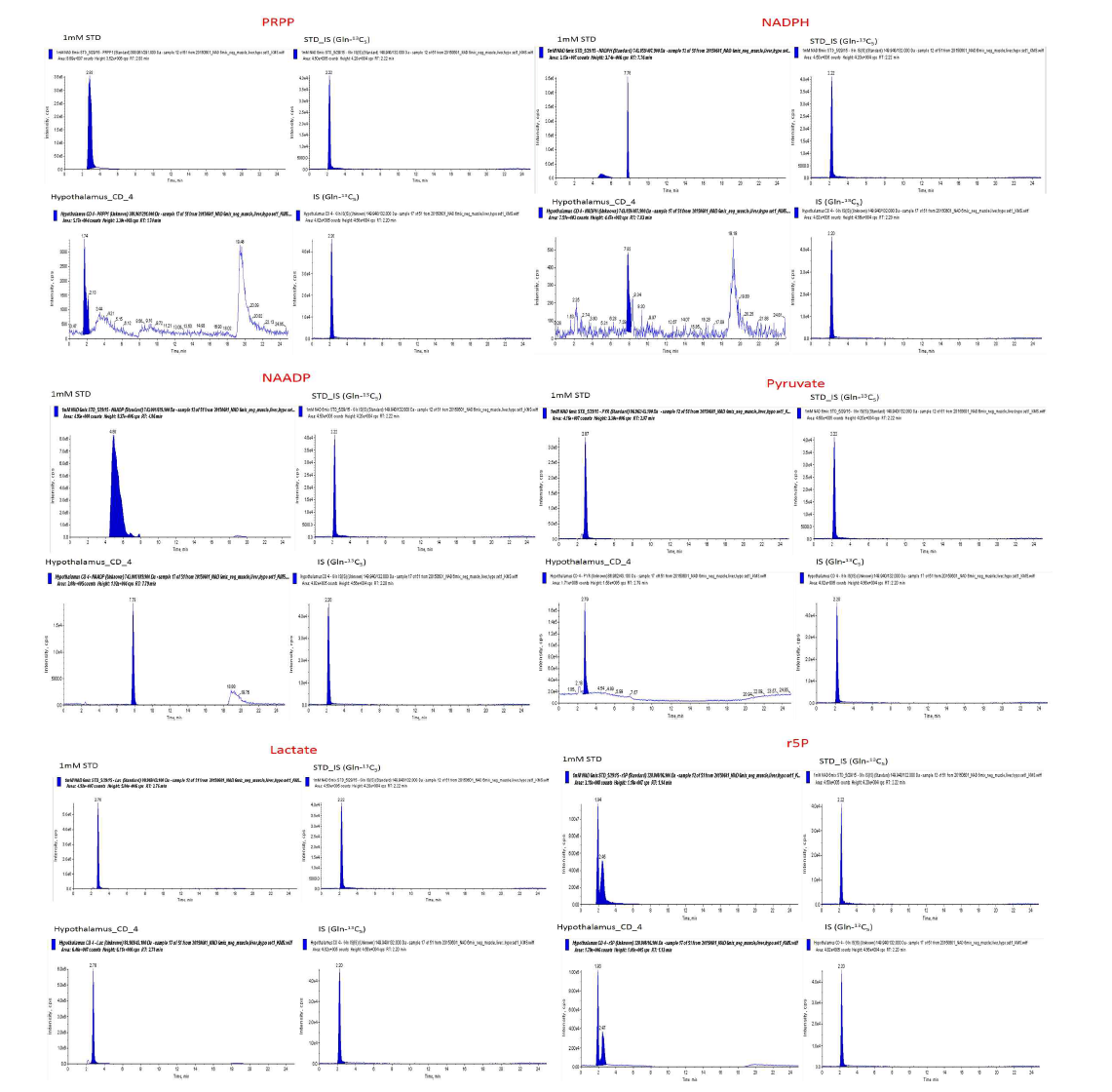 시상하부 조직 내 6가지 대사체 분석 (PRPP, NADPH, NAADP, Pyruvate, Lactate, r5P)