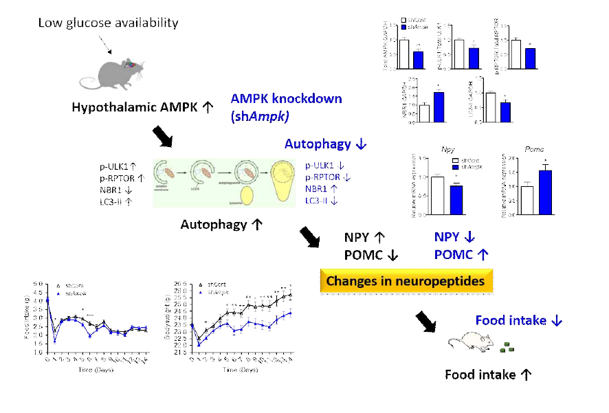 시상하부에서 자가포식작용을 조절하는 AMPK의 분자생화학적 기전연구