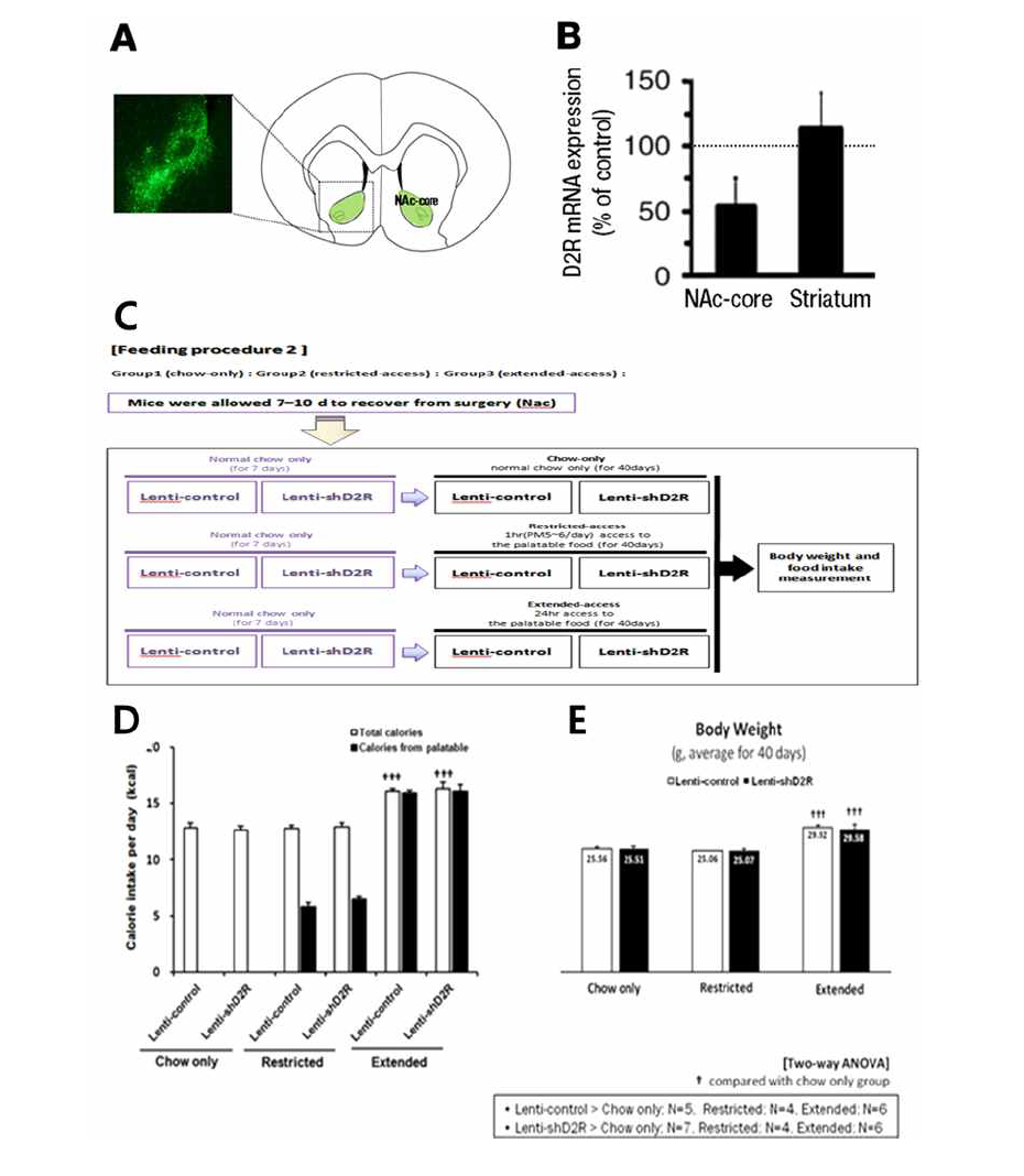 중격의지핵 에서의 Lenti-shD2R에 의한 knockdown효과와 palatable food 제공에 따른 먹이섭취량과 체중의 변화
