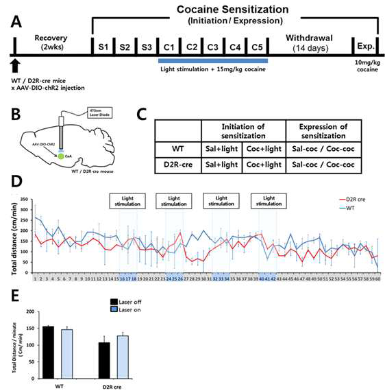 편도체에 존재하는 도파민 D2 수용체를 광유전학적 활성화하여 코카인 초기 민감화와 금단 기간 이후 약물 재 반응에 미치는 영향을 확인하기 위한 실험 방법