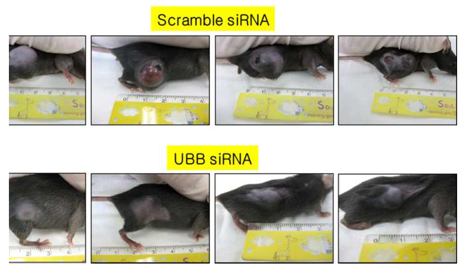 Scramble, cytotoxic siRNA를 C57/BL6 mouse의 tumor에 injection후 촬영 사진(25일)