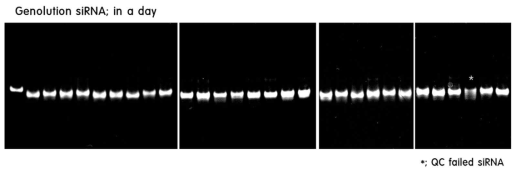 합성된 제품의 Q/C. 6% PAGE (Poly Acrylamide Gel Electrophoresis) 결과