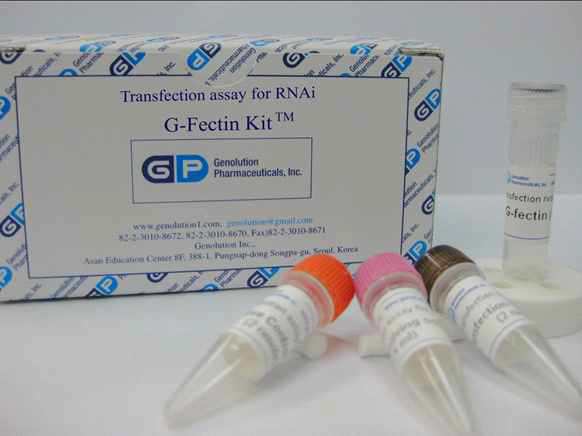 현재 판매중인 제품(G-Fectin Kit), 구성: scramble siRNA, control siRNA (cause to cell death if transfected), siRNA dissolving buffer, G-factin 0.5ml