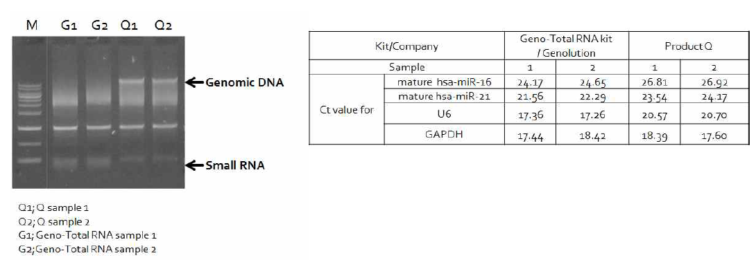 타사와 비교 시 total RNA추출 후, genomic DNA 오염이 없으며, 동량의 mRNA (GAPDH)가 있을 때 상대적으로 small RNA (micro RNA와 U6) 추출 월등함을 확인할 수 있음(약 4-8배 차이 확인)