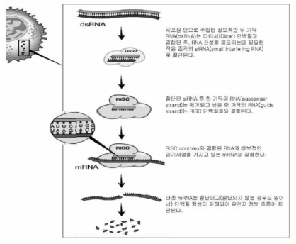 RNA 간섭 기전 (출처 생화학 분자생물학 소식지, 2007)