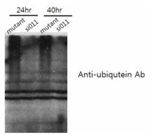 si011 처리 전, 후에 총 단백질의 변화를 western blot으로 확인
