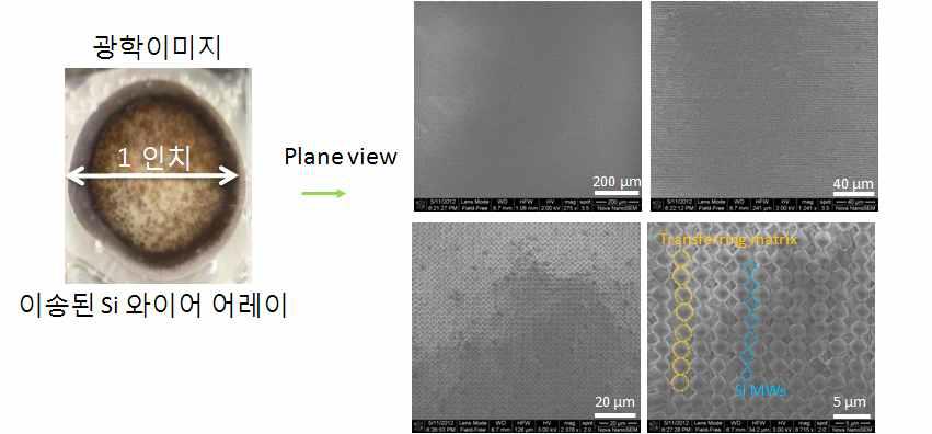 모기판으로부터 분리된 Si 와이어 어레이 광학 및 SEM이미지
