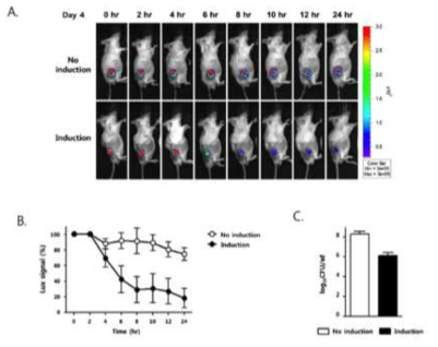 종양모델 내에서 lysis 유전자 발현 후 박테리아 영상 및 박테리아 개수 확인