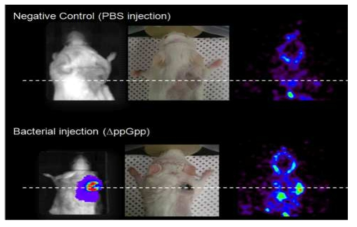 Thymidine kinase 발현 박테리아의 광학영상과 PET 영상