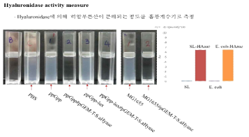 Hyaluronidase 발현 효소 활성 분석