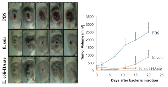 Hyaluronidase 탑재 무독성 박테리아의 종양억제능 확인