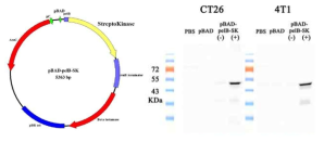 Streptokinase 발현 박테리아 구축 및 효소활성 확인