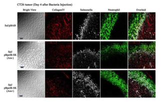 대장암 종양모델에서의 streptokinase 발현 박테리아 주사 후 세포외기질 변화 관찰