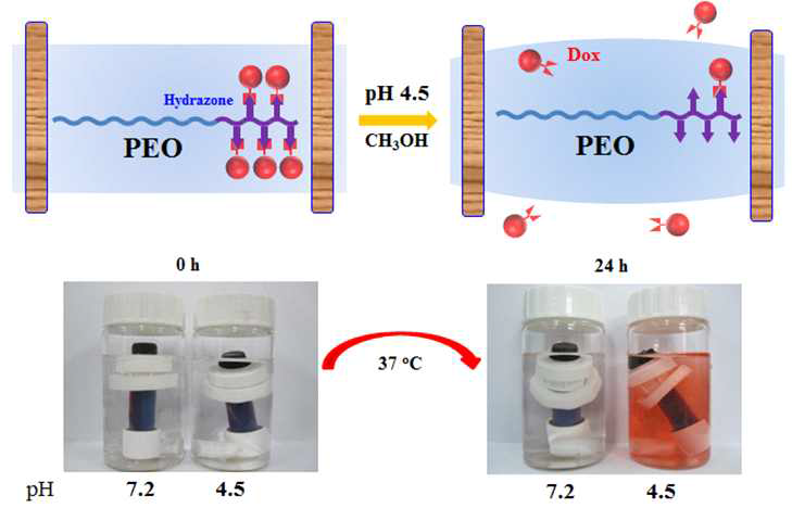 pH-sensitive behavior of PEO-Dox pro-drug in methanol