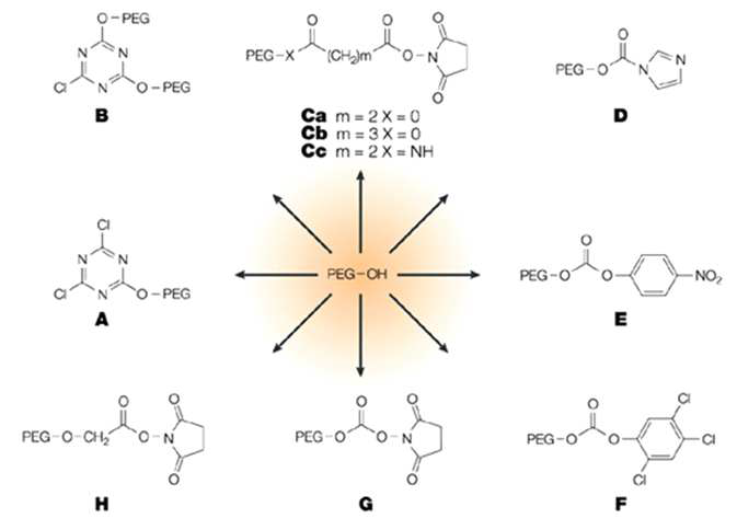 A variety of functional groups for PEGylation of water-insoluble drugs