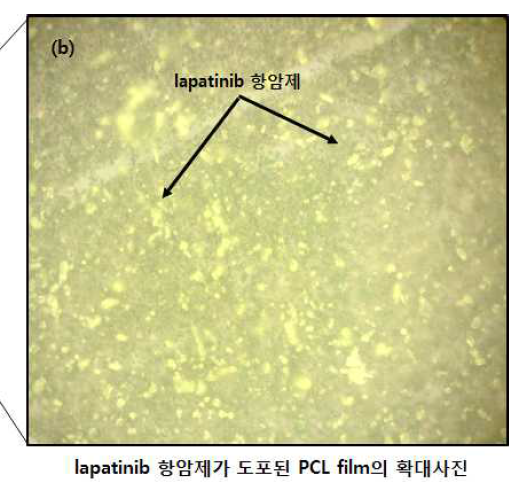 고상의 약물이 도포된 PCL film 확대 사진
