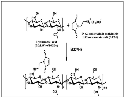 Maleimide 결합 hyaluronic acid 화학 구조 모식도