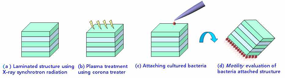 선택적인 박테리아 흡착을 위해 마이크로 구조체 표면에 플라즈마 처리를 진행 및 박테리아 흡착 공정 개념도