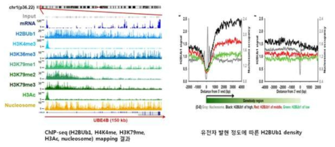 전사조절에 중요한 역할을 하는 히스톤 코드 규명 (Genome Res., 2012)