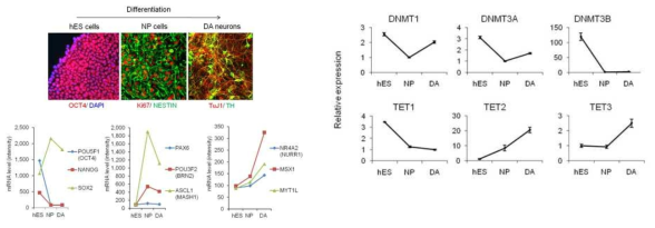 인간배아줄기세포의 신경전구체세포 및 도파민 뉴런으로 분화(HMG, 2014)