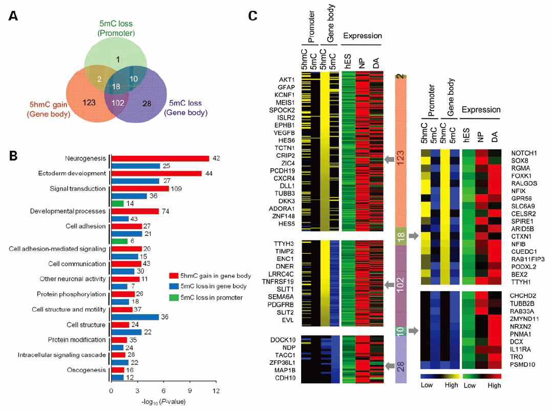 신경 분화에 관련된 유전자들의 DNA 메틸화 및 하이드록시메틸화 변화(HMG, 2014)