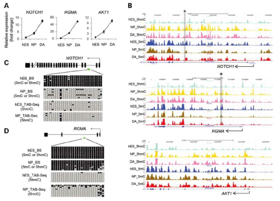 NOTCH1, RGMA, AKT1 유전자의 DNA 하이드록시메틸화(HMG, 2014)