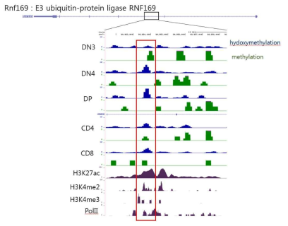 RNF169 인트론에 위치한 enhancer 부위 DNA 메틸화 변화