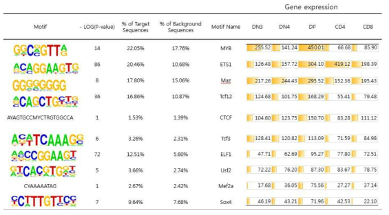 T세포 분화과정에서 인핸서 부위 전사조절인자 binding motif 분석