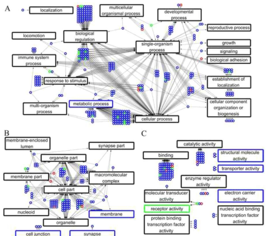3차원적 거리와 밀접한 관련이 있는 유전자 기능들 (Gene Ontology)의 네트워크를 보여주는 그림