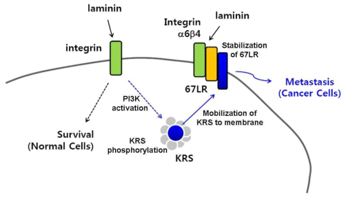 KRS에 의한 세포의 전이 기전