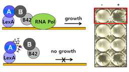 Yeast Two Hybrid Assay를 이용한 KRS - 67LR 상호 결합 저해 물질 검색 방법