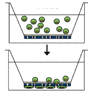 세포 이동(migration)을 확인하기 위한 Migration Assay 방법