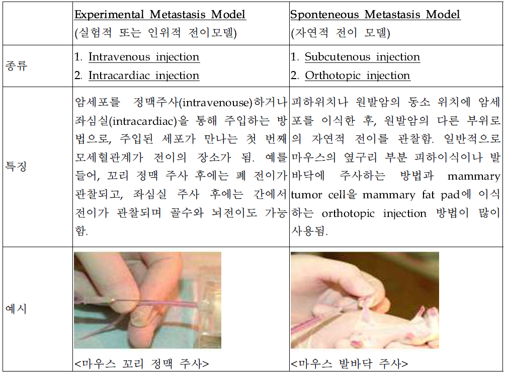 전이 활성 평가 동물 모델