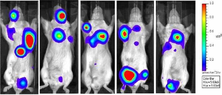 Mammary fat pad orthotipic model in nu/nu mouse using 4T1-luc2 cells