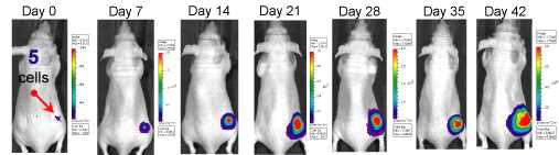 Subcutaneous tumor growth in a nu/nu mouse using 4T1-luc2 cells