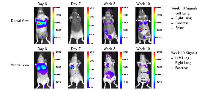 Intravenous injection: Experimental metastasis model using MDA-MB-231-luc cells