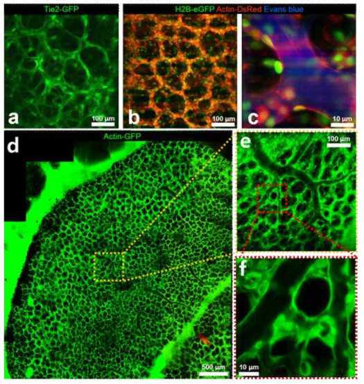 폐 조직의 In vivo imaging 예시. (a) Tie2-GFP Mouse, (b-c) H2B-eGFP/Actin-DsRed Mouse에 Evans Blue를 혈관내 주입 전/후, (d) Actin-GFP Mouse 의 Mosaic view imaging, (e-f) (d)의 확대 Image