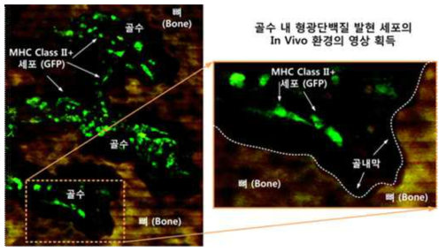 골수 내 형광표지세포 (MHC Class II – GFP)의 분포의 In Vivo 환경 영상획득결과