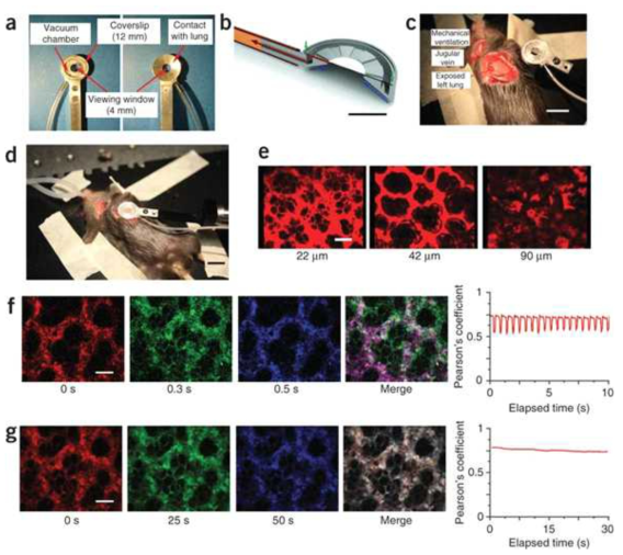생체 내 폐조직을 관찰하기 위한 실험 setup과 Imaging 의 안정성