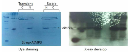 Transfection과 stable cell line에서의 배양 후 strep-AIMP3 발현확인